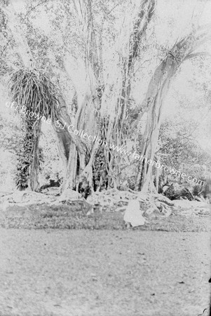 IN THE PEREDENIYA GARDENS : BANYAN TREE